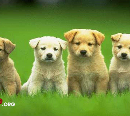 Mơ thấy chó con là điềm báo gì? Ý nghĩa giấc mơ bạn chưa biết?