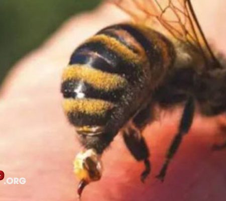 Mơ thấy ong đốt là điềm báo gì? Đánh con gì dễ trúng?
